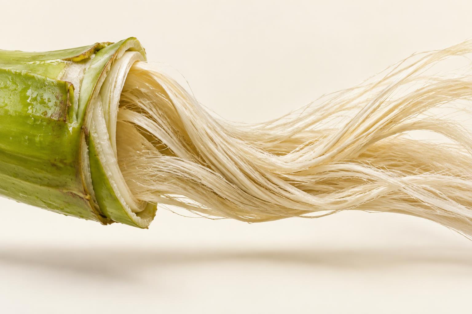Fresh banana pseudostem opening into long natural fibres